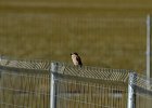 Daurische klauwier (Issabelines shrike) Lanius Isabellinus - Gerkamp te noorden van Yolin Am 23-08-2016 (1)